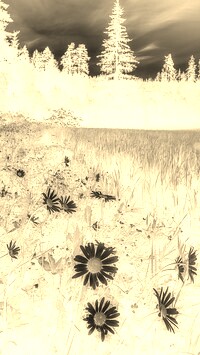 Sepia + Negatyw