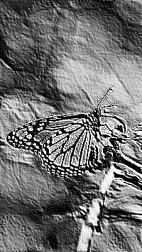 Skamielina