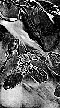 Skamielina