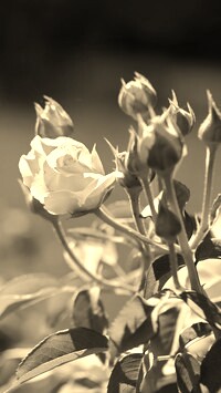 Szary + Sepia
