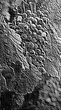 Skamielina