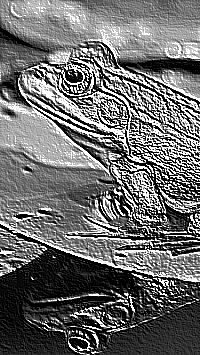 Skamielina