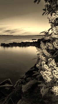 Szary + Sepia