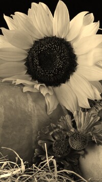 Szary + Sepia