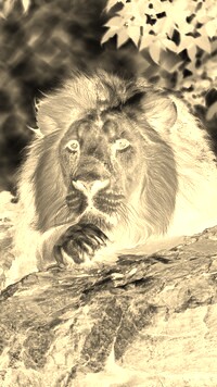 Sepia + Negatyw