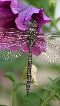 Oryginalny obrazek