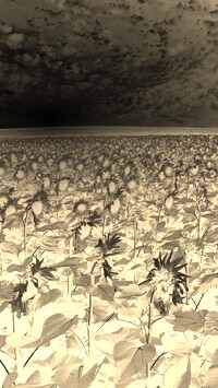Sepia + Negatyw