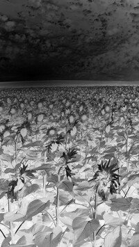 Szary + Negatyw