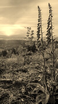 Szary + Sepia