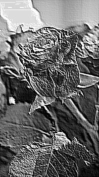 Skamielina