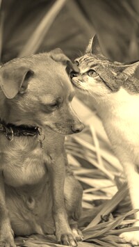 Szary + Sepia