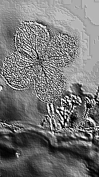 Skamielina