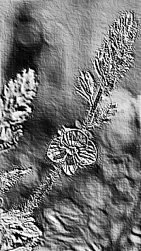 Skamielina