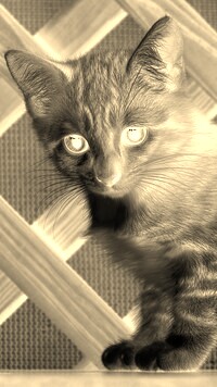 Sepia + Negatyw
