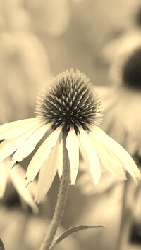 Szary + Sepia