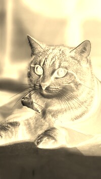 Sepia + Negatyw