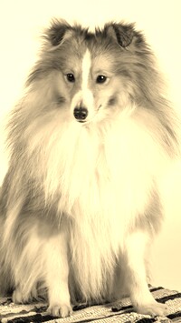 Sepia