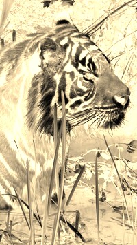 Sepia + Negatyw