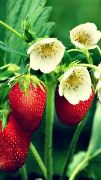 Oryginalny obrazek
