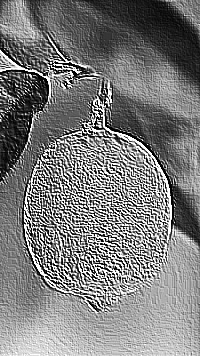 Skamielina