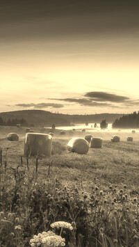 Szary + Sepia