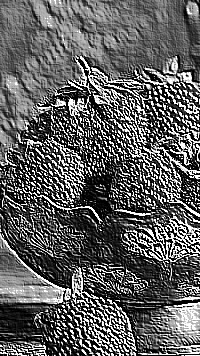 Skamielina