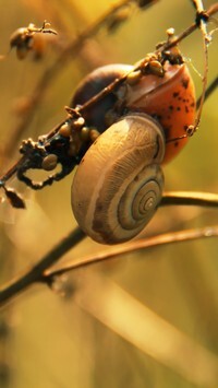 Oryginalny obrazek