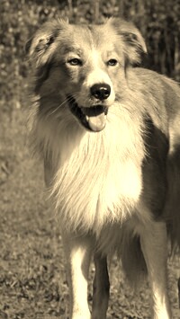 Szary + Sepia