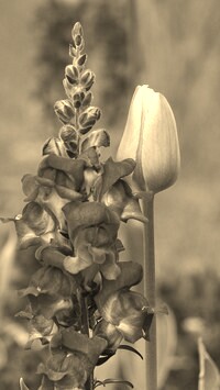 Szary + Sepia