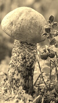 Szary + Sepia
