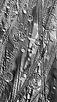 Skamielina