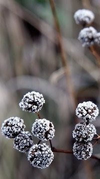 Oryginalny obrazek