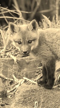 Sepia