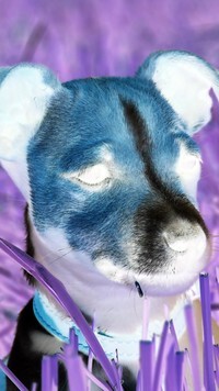 Negatyw