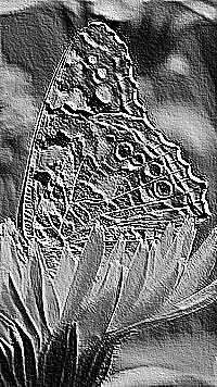 Skamielina