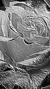 Skamielina