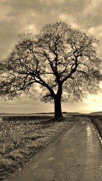 Szary + Sepia