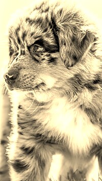 Sepia