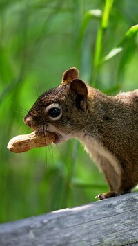 Oryginalny obrazek