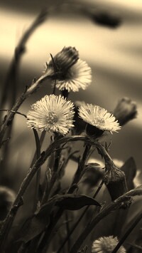 Szary + Sepia