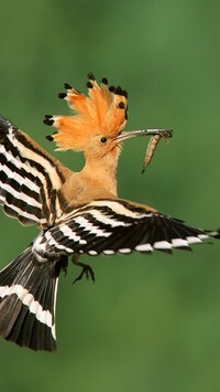 Oryginalny obrazek