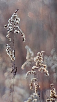 Oryginalny obrazek