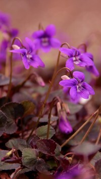 Oryginalny obrazek