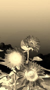 Sepia + Negatyw
