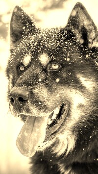 Szary + Sepia