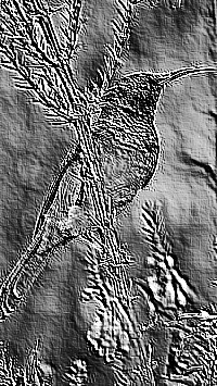 Skamielina