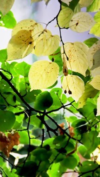 Oryginalny obrazek
