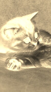 Sepia + Negatyw