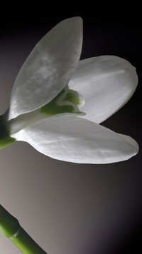Oryginalny obrazek