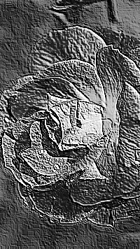 Skamielina